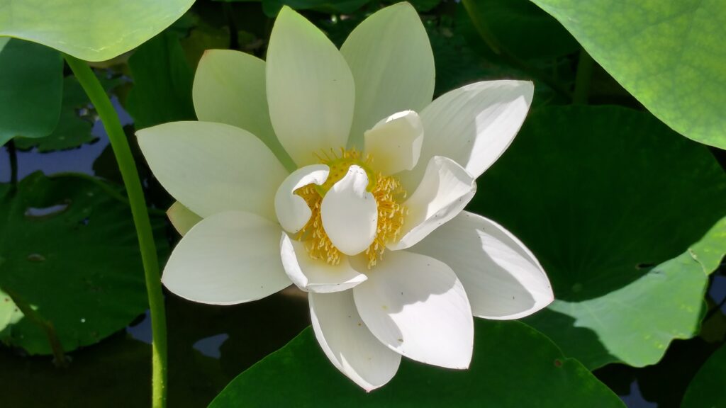 darwin007 white lotus 1744924